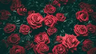 Yandaa - Let Me Know (Official Audio)