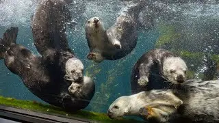 Otter Chaos!! Sea Otters Swimming, Twirling and Swirling at Monterey Bay Aquarium!