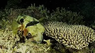 Sunday Night Dive Club 20 August 2023