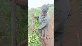 Vivasayam and harvesting #farming #viral #vivasayam