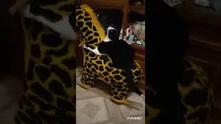 Кассандра и Жираф🐈🏡