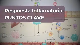 Lo Esencial para Entender la Inflamación