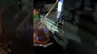Очередное зарыбление