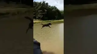 Flying Dog