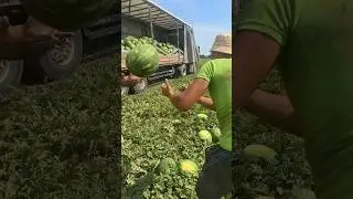 Погрузка 🍉🚛💪🏻