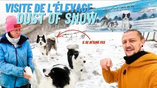 These SLED dogs are fascinating | The TRUTH about Yakutian Laikas