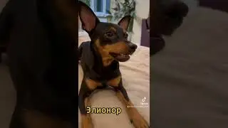 Цвергпинчер собака улыбка.Прикол собаки.Смешно собака #собакадругчеловека #цвергпинчер #рекомендации