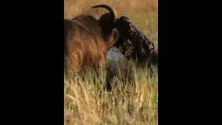 The crocodile cought the buffalo 😱🐊#viral #animals #viralvideo #crocodile#youtubevideo