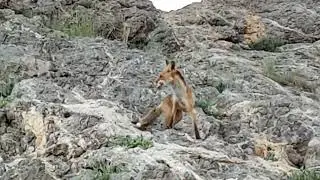 Кормлю лису на Алчаке. Лиса должна попробовать курятину! 7-я серия.