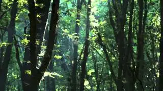 Relaxing Music, Meditation Music, Sleep Music (Forest Sunlight)