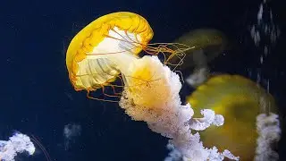 TOP 18 MOST BEAUTIFUL /JELLYFISH / UNDERWATER