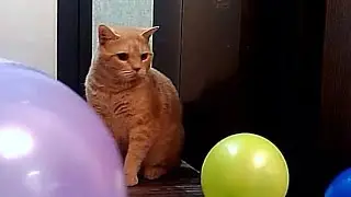 VLOG Vicki: balls and cat