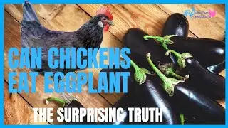 Can Chickens Eat Eggplant? The Surprising Truth!
