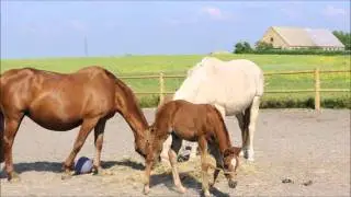 Romance 06052011.wmv