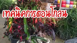 เทคนิคการตอนกิ่งโกสนยาเร่งรากกิ่งตอน อุปกรณ์การตอนกิ่ง#ไม้ประดับ#ไม้มงคล #การขยายพันธุ์พืช