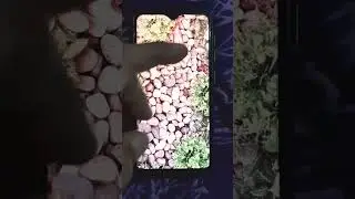 #loveable#fish#asmr#satisfying#shorts