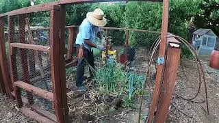 Garlic Harvest 2024!  Tips to help you have a good harvest. One of my Favorite Things!