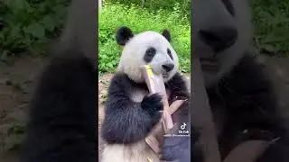 Just A Panda Eating His Dinner 🐼 🥺 #shorts #short