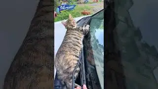 Кіт прокидайся, мені на роботу потрібно їхати. “Cat, wake up, I have to go to work. 