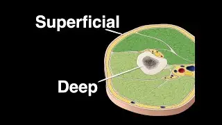 Superficial and Deep