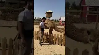 Camels || Cycling || Desert ||