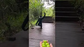 ¡La razón por la que este mono dejó el árbol te sorprenderá! 😱🍇