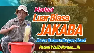 JAMUR AJAIB UNTUK LAHAN PERTANIAN | FORMULA JAKABA - (Temuan Kelompok Tani Situbondo)
