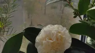 Растения на маленьком балконе поздней осенью 🍁🌱🌸