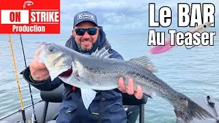 PÊCHE du BAR: l'efficacité redoutable du TEASER