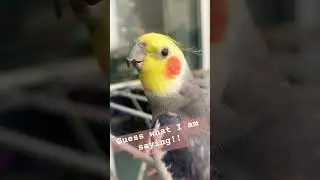 Your turn to guess 💭 What am I saying? #cockatiel #talkingparrot #guess