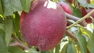 Нектарин Біг Топ. Nectarine Big Top. Крупний і дуже солодкий сорт