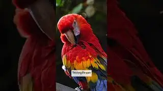 I kind of want to be a parrot 🦜