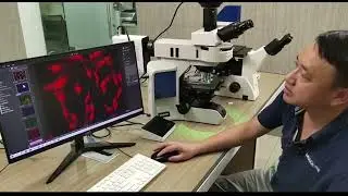 Demonstration of MF43-N research-grade fluorescence microscope