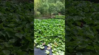 Гурзуф, лотосы, горное озеро