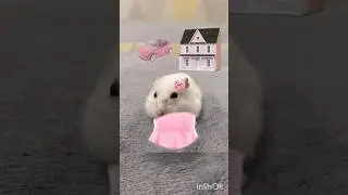 Бригаду? #милота #memes #доброеутро #просыпаемся #funny #pets #animals #cute #rabbit )