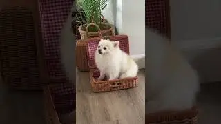 #cute #animals #dog #pomerenian