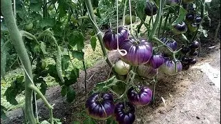 Прогулка по теплицам (Часть VII)