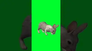 Green Screen Rabbit Walk Eating And Running Short Video