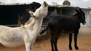 Donkey Meeting | Donkey Meeting In Village