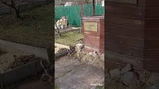 Чишка караулит воду #чишкамалышка #чихуахуамосква #чорки #чихуавдоме