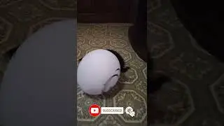 Котенок игруля