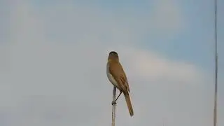 индийская камышовка Acrocephalus agricola