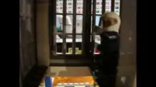 1 сезон (1 серия) погоня за приступником!