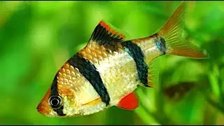 Aquarium fish - tiger barb, black shark and neon tetra