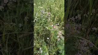 Участок в лучшей станице Краснодарского края