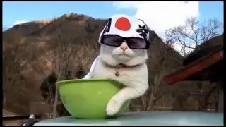 Смешные кошки. 30 минут смеха. :D