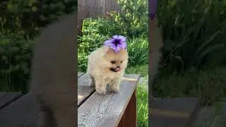 Meet the Cutest Dog You'll Ever See! #shortsvideo #cutedog