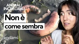 Non è come sembra! Chi è davvero il pesce pe*e e perché non dovremmo chiamarlo così