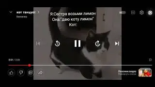 Кот и лимон