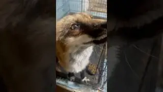 Лиса-злодейка #животные #fox #лиса #animals #лисаальма
